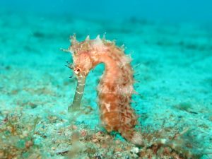 A seahorse